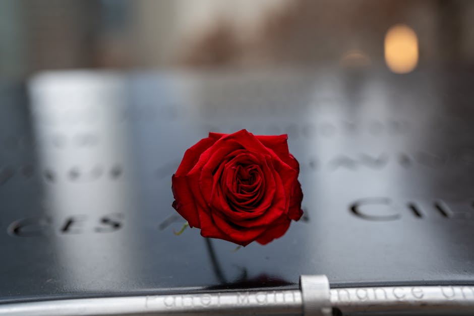 5 : img_3 - A red rose representing holistic wellness